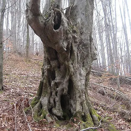 게스트하우스 Denizovata House